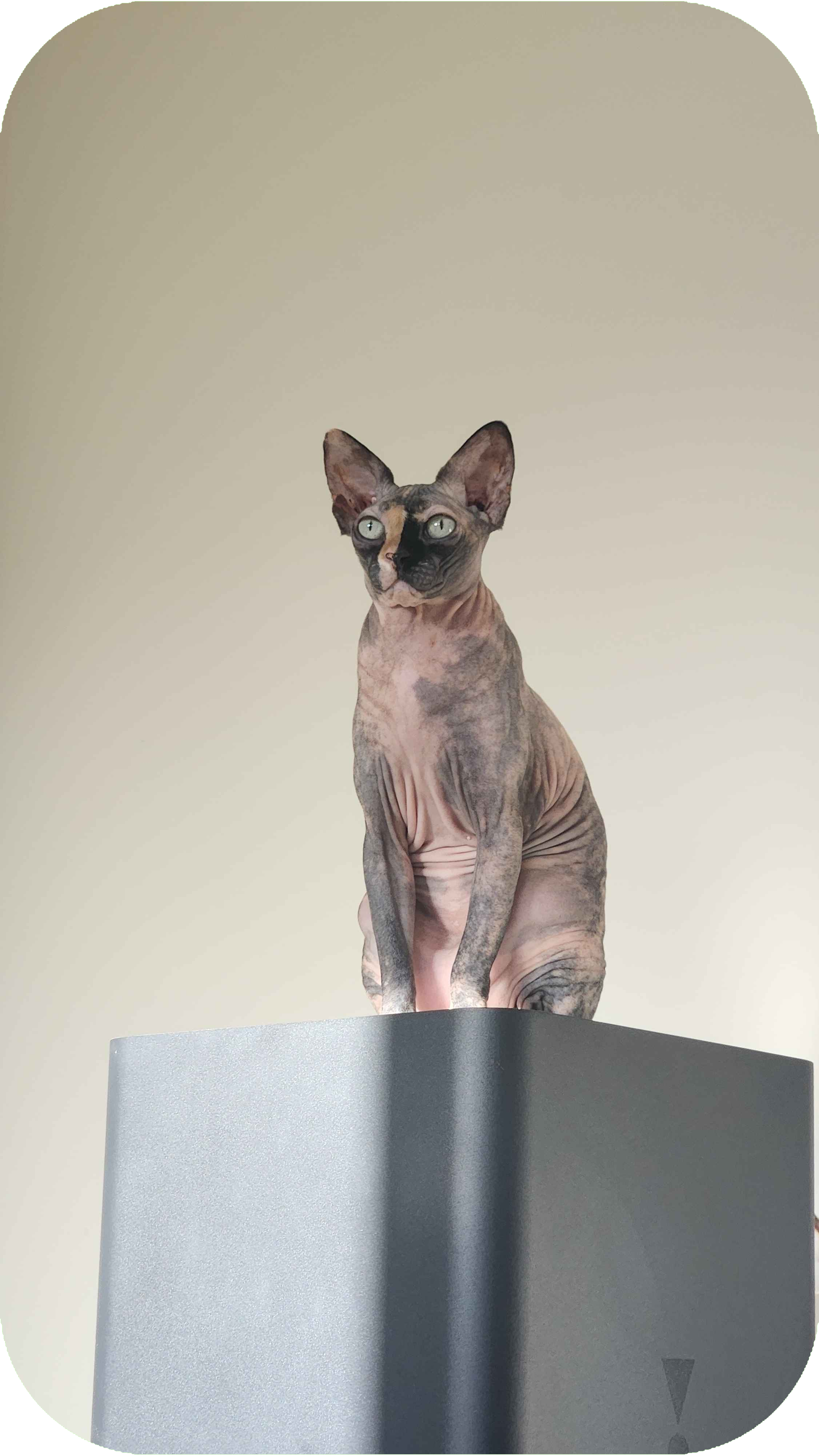 A picture of my cat!