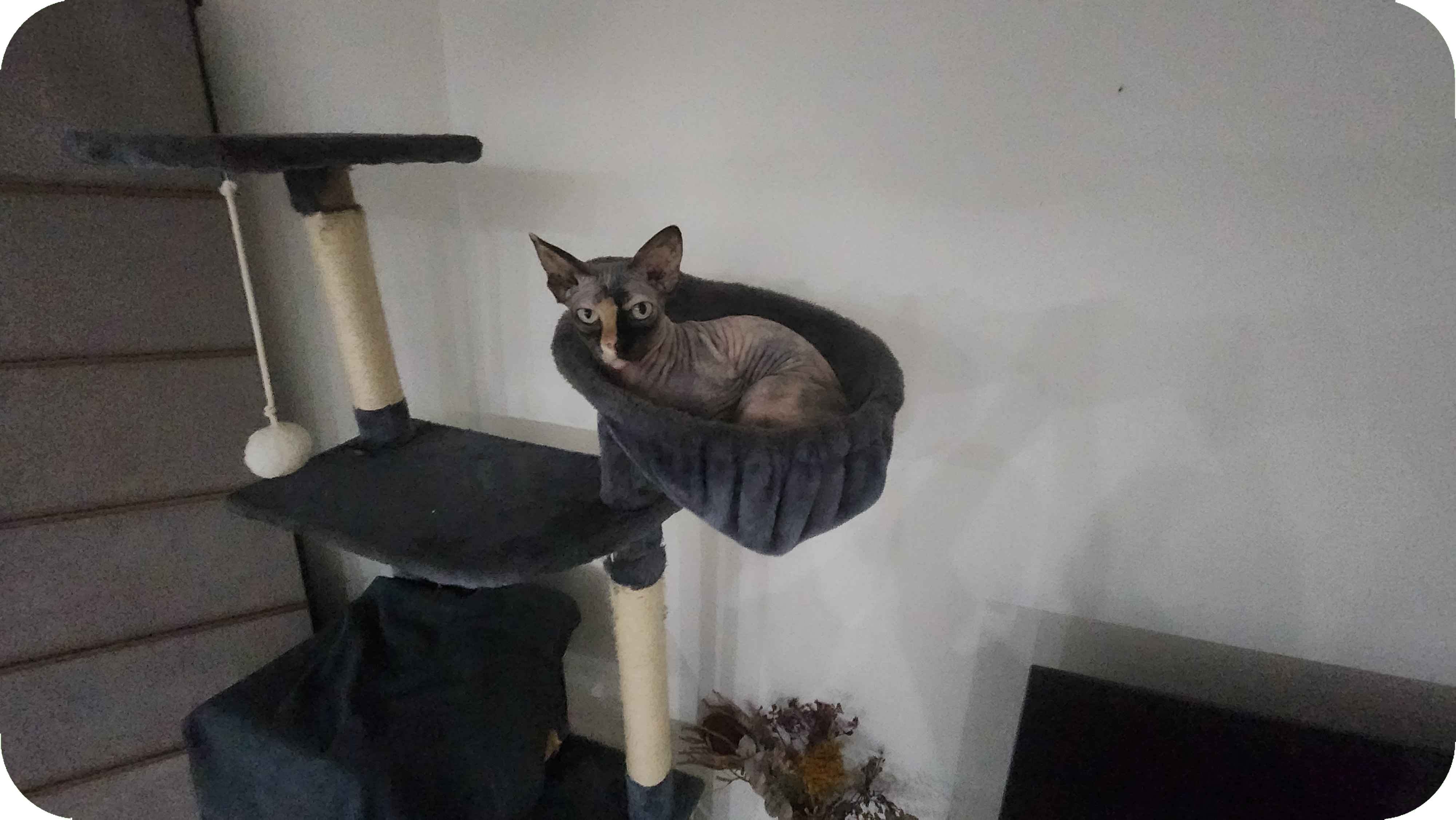 Another picture of my cat!